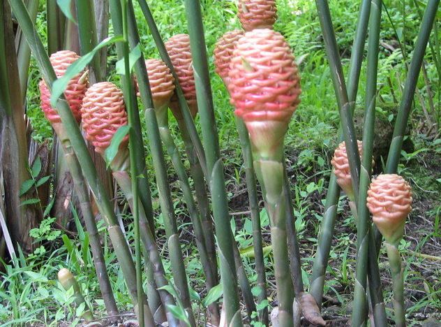 Zingiber Species, Beehive Ginger, Microfono