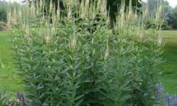 Veronicastrum, Culvers Root, Blackroot, Bowmans Root Lavendelturm