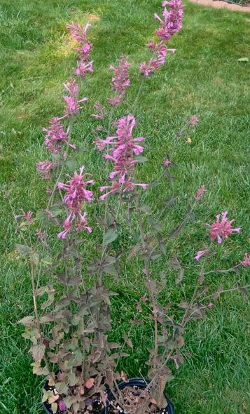 Agastache, Anise-Hyssop, Hummingbird Mint Bolero