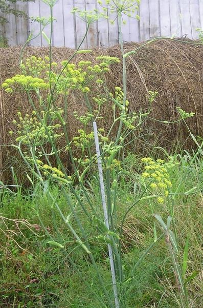 Sweet Fennel, Anise, Florence Fennel, Finnochio