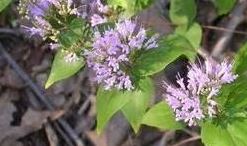 Stone Mint, Sweet Horsemint, Mountain Dittany