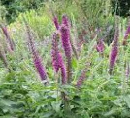 Teucrium Species, Caucasian Germander, Iranian Wood Sage