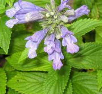 Nepeta Species, Japanese Catmint