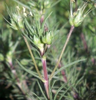 Dark Psyllium, French Psyllium, Spanish Psyllium, Flea Seed