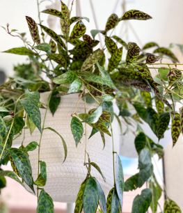 Aeschynanthus, Basket Vine, Lipstick Plant Black Pagoda