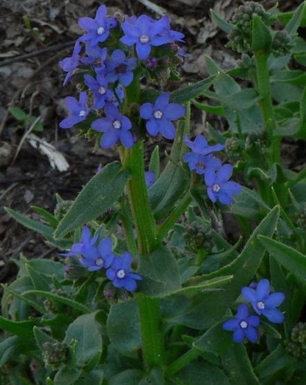 Anchusa, Cape Forget-Me-Not, Summer Forget-Me-Not Blue Angel