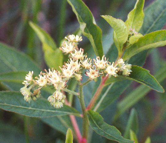 Star Fruit, Virginia Stonecrop, Ditch Stonecrop