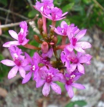 Species Orchid, Epidendrum, Elliptic Epidendrum