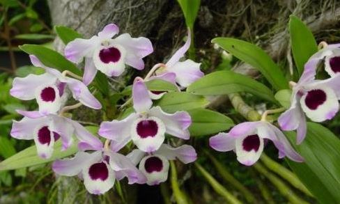 Species Orchid, Dendrobium, Noble Dendrobium