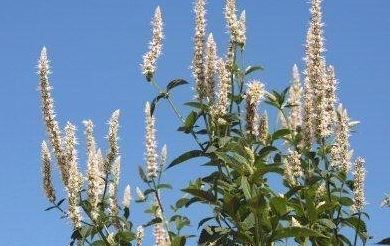 Agastache Species, Purple Giant Hyssop, Lavender Hyssop, Anise Hyssop