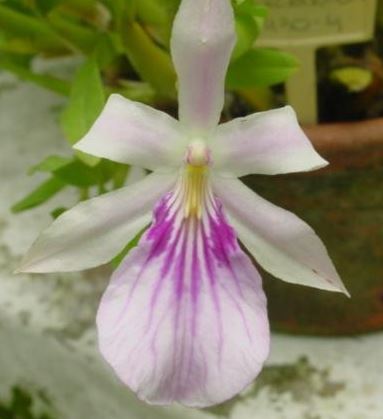 Species Orchid, Miltonia, Outstanding Miltonia