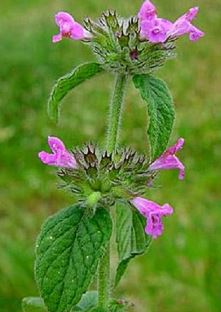 Clinopodium Species, Wild Basil