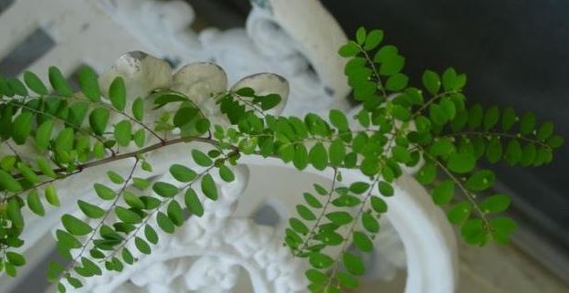 Phyllanthus Species, Gale of the Wind, Seed-Under-Leaf, Stone Breaker
