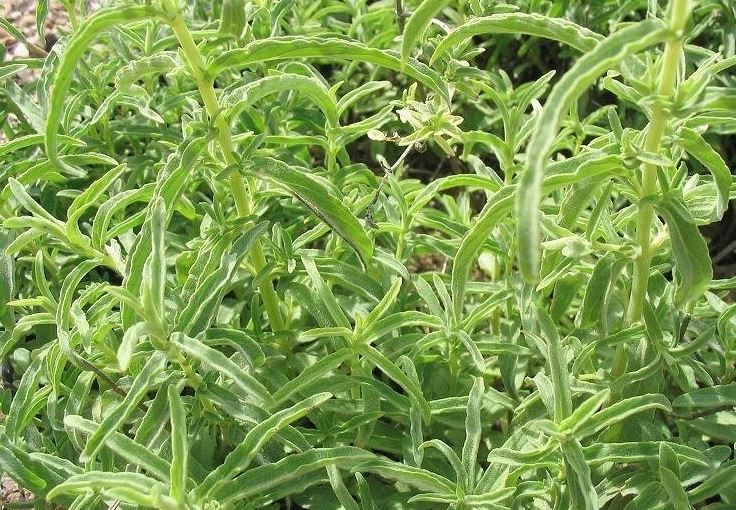 Habek Mint, Bible Mint Habak