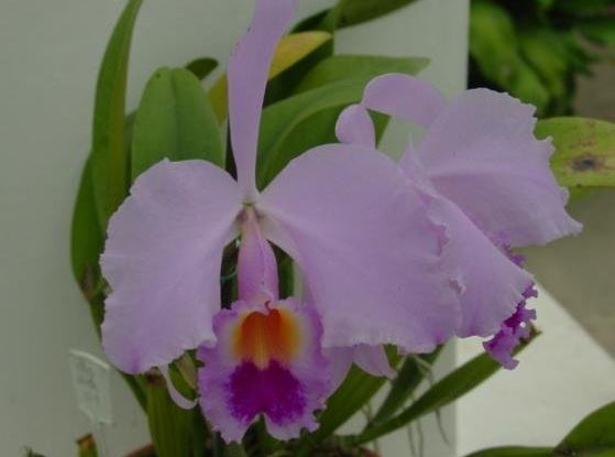 Species Orchid, Cattleya, Crimson-Ruby Lipped Cattleya