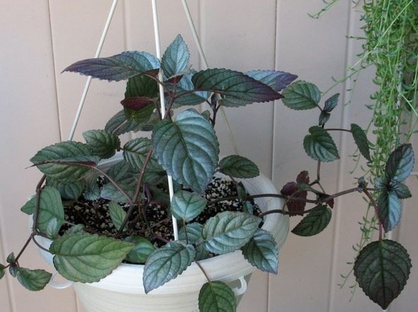 Strobilanthes Species, Red Flame Ivy, Red Ivy, Waffle Plant