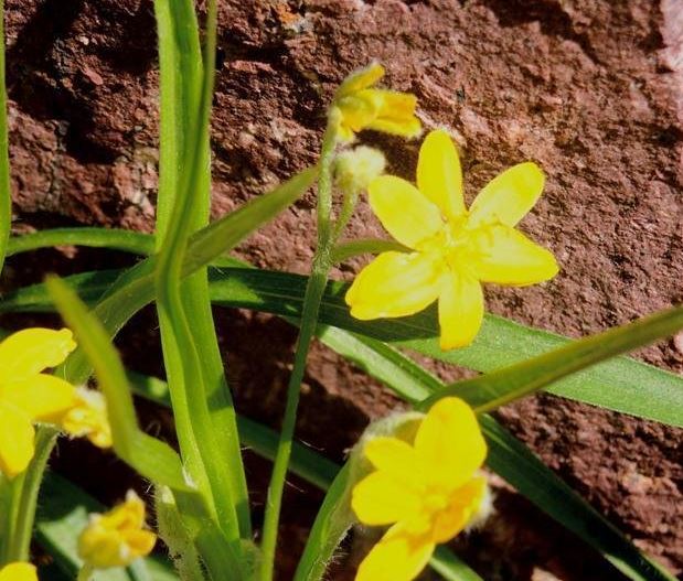 Hypoxis Species, Common Goldstar, Eastern Yellow Star Grass