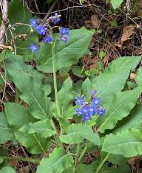 Adelinia Species, Pacific Hounds Tongue