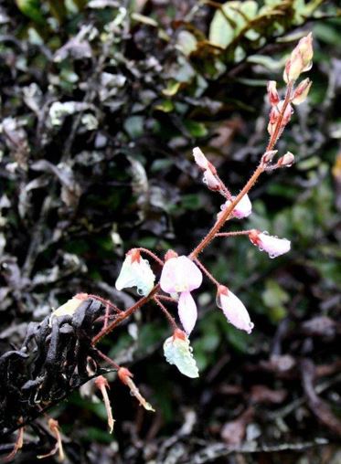Kaimi Clover, Spanish Clover, Strong Back, Wild Peanut