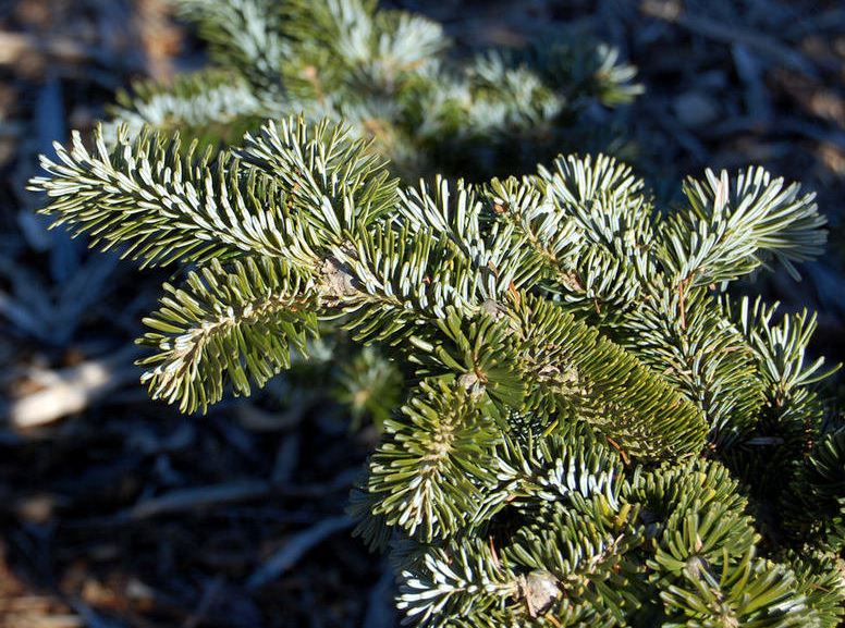 Fraser Fir, Southern Balsam Fir, Southern Fir