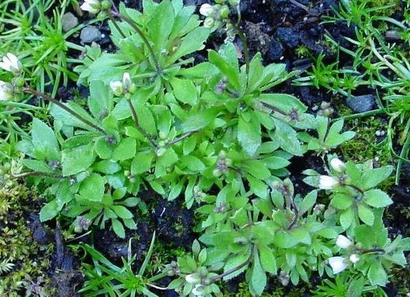 Spring Draba, Whitlow Grass