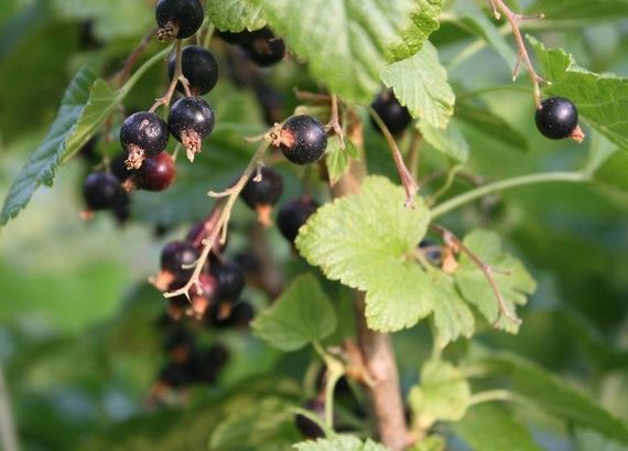 Consort Black Currant