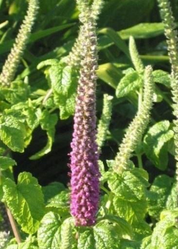 Teucrium, Caucasian Germander, Iranian Wood Sage Purple Tails