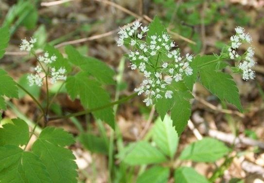Monardella Species, Coyote Mint