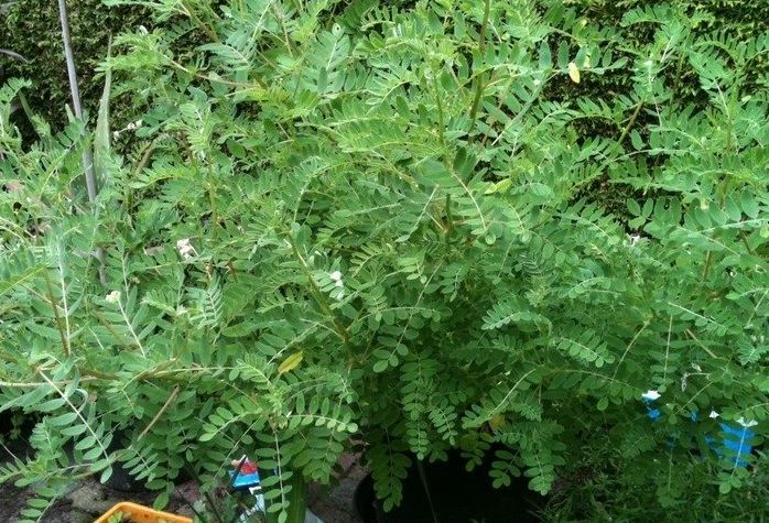 Ashy Dogweed, Ashy Pricklyleaf