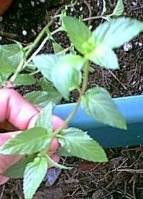 Agastache, Giant Hyssop, Hummingbird Mint, Mosquito Plant Purple Pygmy