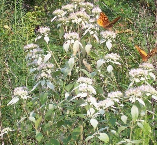 Velvety Nerisyrenia