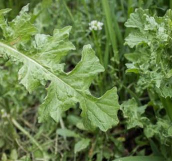 Hedge Mustard