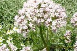 Valerian, Garden Heliotrope, All Heal Arterner Zuchtung