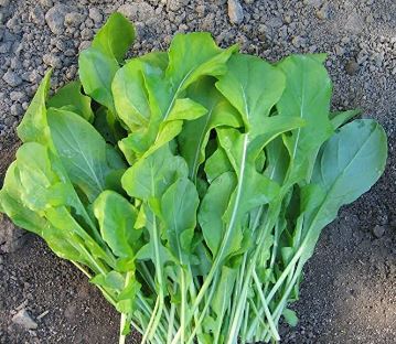 Rocket Salad, Arugula, Roquette, Rucola, Rugula Astro