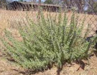 Blue Curls, Vinegar Weed, Turpentine Weed