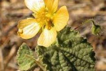 Abutilon Species, Bushy Abutilon, Chinese Lantern, Shrubby Indian Mallow