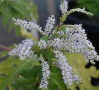 Tetradenia Species, Ginger Bush