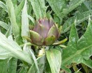 Artichoke, Cardoon Purple of Romagna