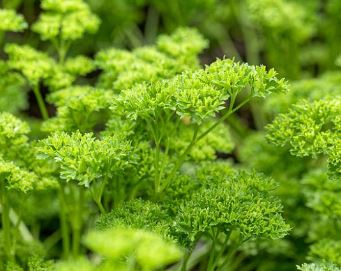 Petroselinum, Curly Parsley Moss Curled