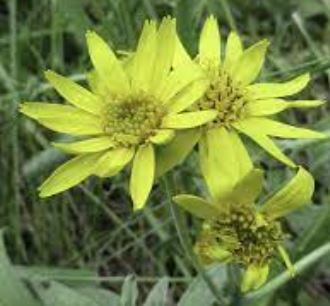 Arnica Species, Chamisso Arnica, Leafy Srnica