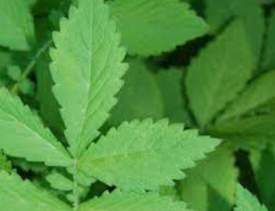 Agrimony, Long Ya Cao
