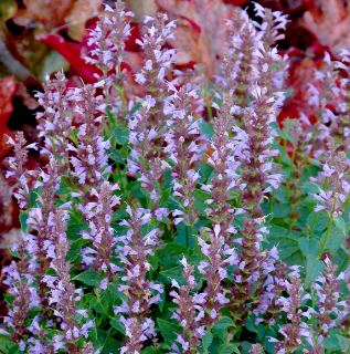 Agastache, Anise-Hyssop, Hummingbird Mint Summer Sky