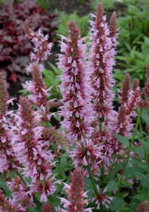 Agastache, Anise-Hyssop, Hummingbird Mint Cotton Candy