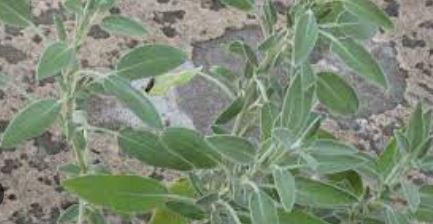 Salvia, Common Sage, Culinary Sage, Garden Sage Newe Yaar