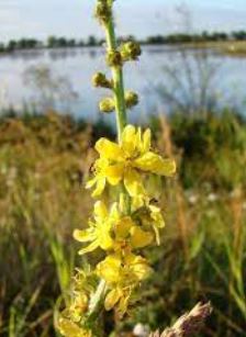 Agrimony, Cocklebur