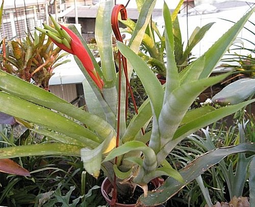 Billbergia Bromeliad(Billbergia amoena var. stolonifera)