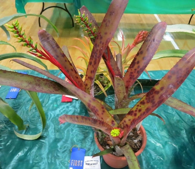 Aechmea Bromeliad, Urn Plant La Tigra