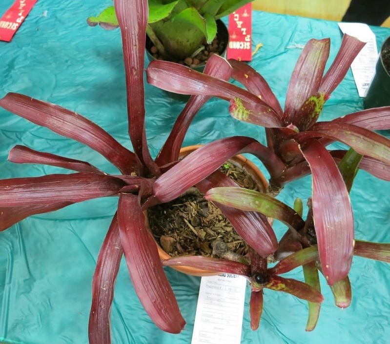 Neoregelia Bromeliad Groovy Ruby