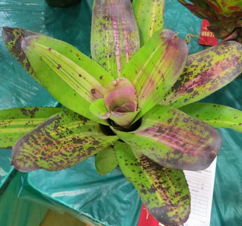 Neoregelia Bromeliad Inkwell