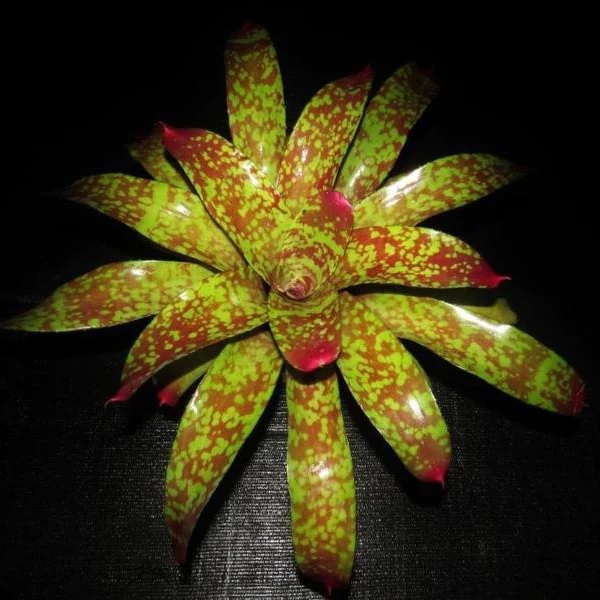 Neoregelia Bromeliad Marcon